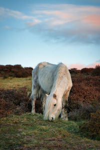 View of a sheep on field