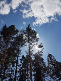 Low angle view of trees against sky