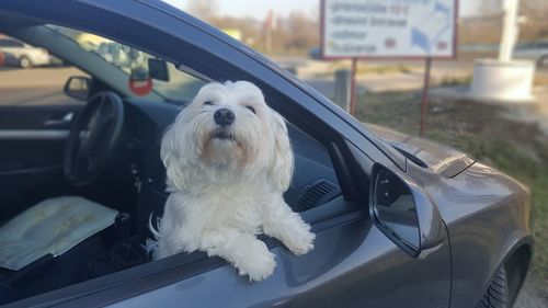 Close-up of a dog in car