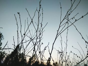 Low angle view of silhouette bare trees against sky