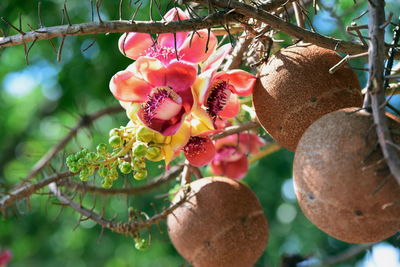Close-up of fruits on tree