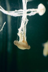 Close-up of jellyfish swimming in water