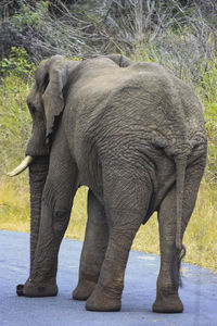 Elephant standing by stone wall