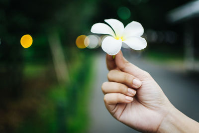 Cropped image of hand holding frangipani