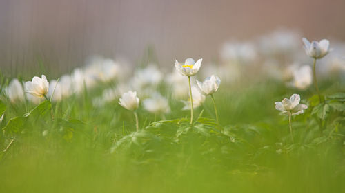 Close-up of white flowering plants on land