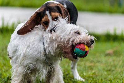 Close-up of dog on field