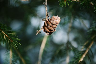 Close-up of dry pine cone