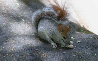 High angle view of squirrel on footpath