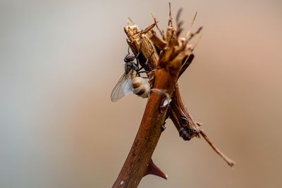 Close-up of insect