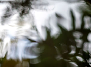 Close-up of plants against blurred background