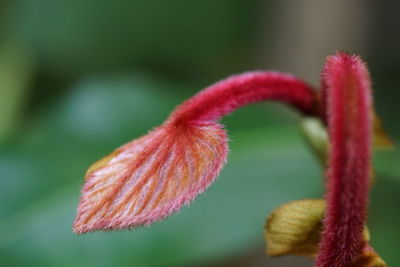 Close-up of flower against blurred background