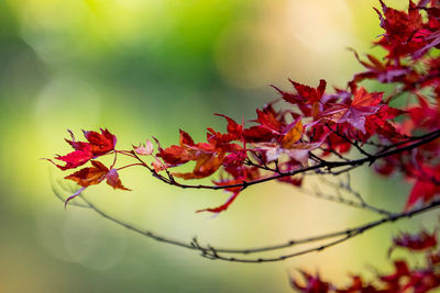 Close-up of red maple leaves