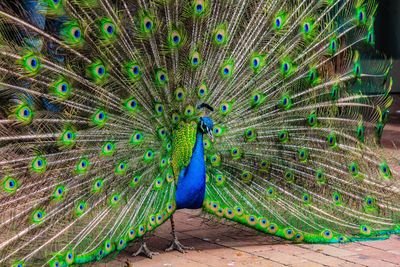 Close-up of peacock fanned out feather