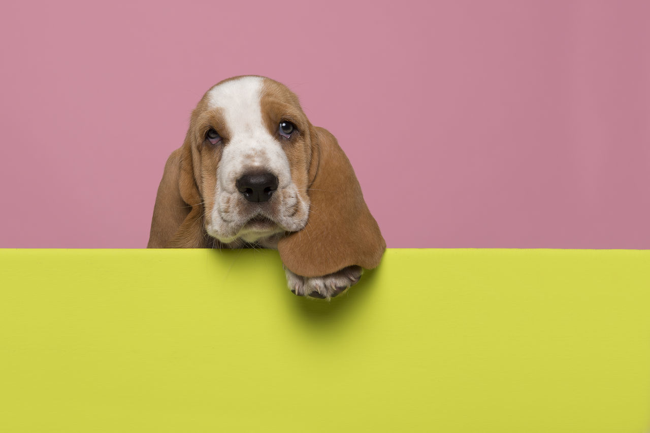 PORTRAIT OF DOG SITTING AGAINST GRAY BACKGROUND