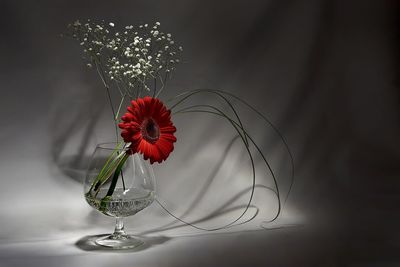 Close-up of red daisy and baby's breath