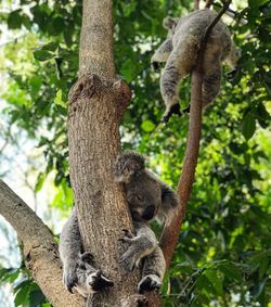 Low angle view of giraffe on tree in forest