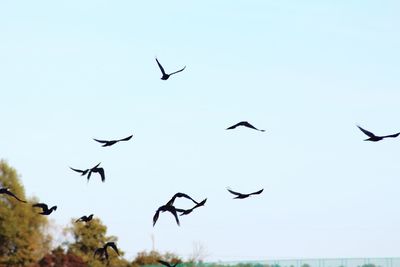 Low angle view of birds flying in sky