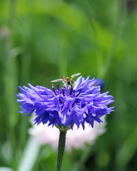 Close-up of honey bee pollinating on purple flower