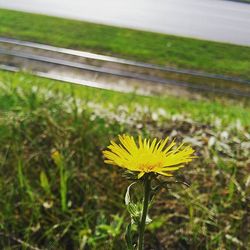 Close-up of yellow flowers blooming