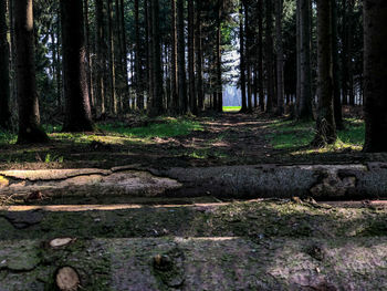 Trees growing in forest
