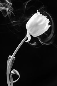 Close-up of flower over black background