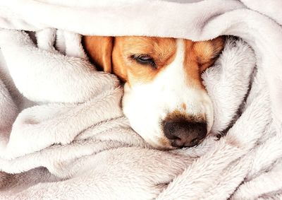 Close-up of dog sleeping on bed