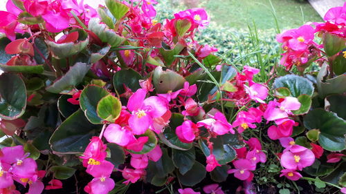 Close-up of pink flowering plants