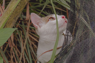 Close-up of a cat looking away