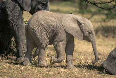 Elephants standing on field