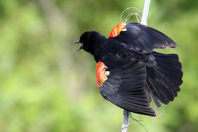 Close-up of bird perching outdoors