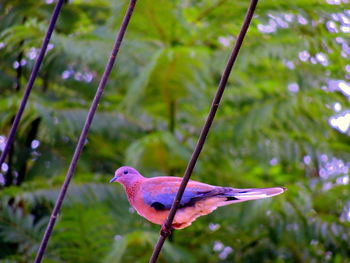 Close-up of bird perching on a plant