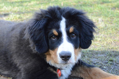 Close-up portrait of dog on field