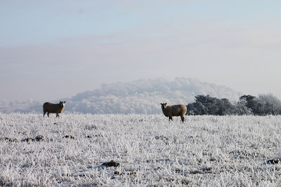 Cows grazing on field against sky during winter