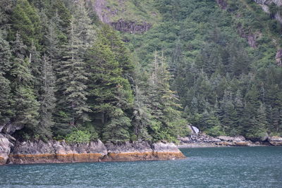 Scenic view of pine trees by sea