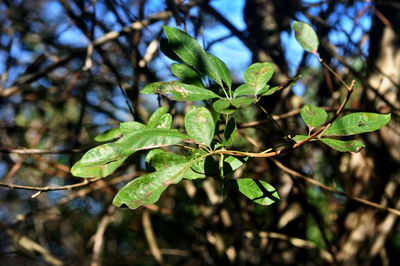 Close-up of green leaves on plant