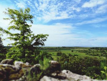 Scenic view of trees on field against sky