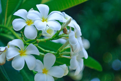 Close-up of white flowering plant