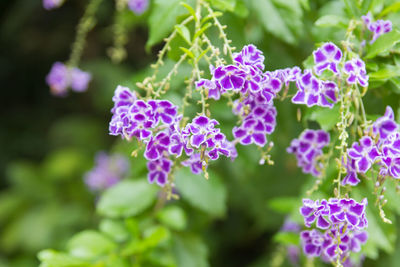 Close-up of purple flowering plant