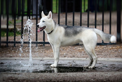 Close-up of dog running on field