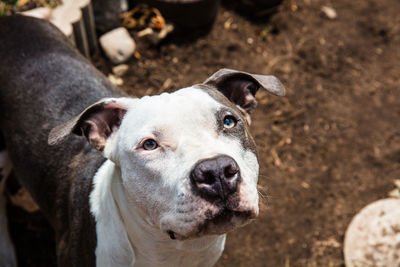 Close-up portrait of dog on field