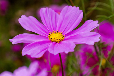 Close-up of pink cosmos flower