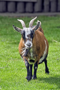 Portrait of horse on field