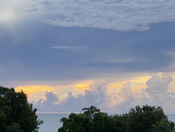 Low angle view of trees against sky during sunset