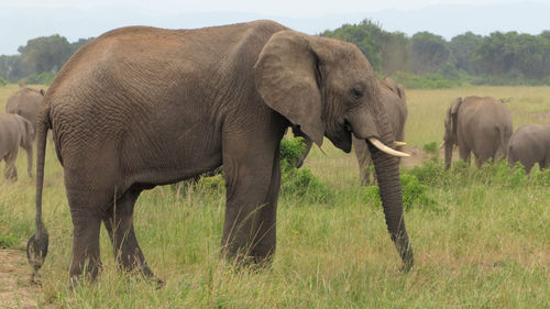 Elephant in a field