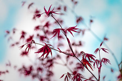 Close-up of red flowers