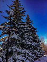 Low angle view of pine tree against sky during winter