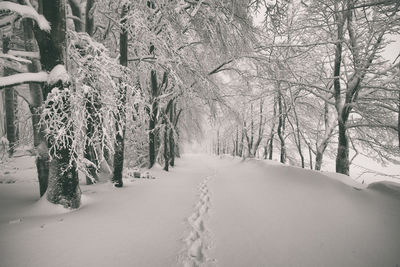 Trees on snow covered landscape