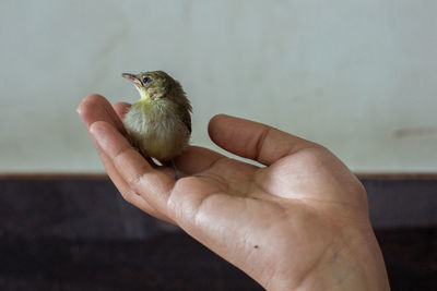 Midsection of person holding bird