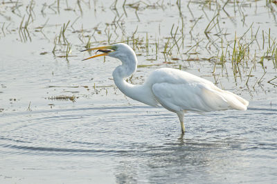 Side view of a bird in lake