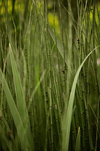 Close-up of grass growing on field